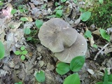 Megacollybia rodmanii image