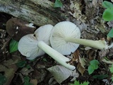 Megacollybia rodmanii image