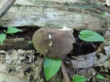 Megacollybia rodmanii image