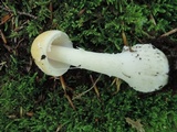 Amanita albocreata image