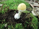 Amanita albocreata image