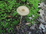 Oudemansiella furfuracea image