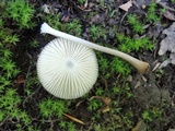 Oudemansiella furfuracea image