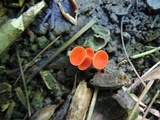 Sarcoscypha occidentalis image