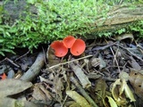 Sarcoscypha occidentalis image