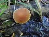 Psathyrella piluliformis image