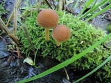 Psathyrella piluliformis image