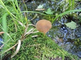 Psathyrella piluliformis image