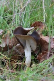 Helvella compressa image