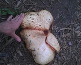 Buchwaldoboletus sphaerocephalus image