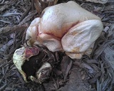 Buchwaldoboletus sphaerocephalus image