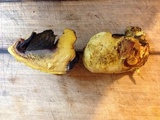 Buchwaldoboletus sphaerocephalus image