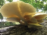 Pleurotus citrinopileatus image