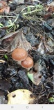 Psathyrella delineata image