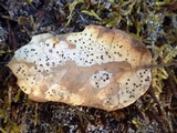 Coccomyces dentatus image