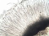 Coccomyces dentatus image