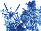 Coccomyces dentatus image