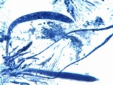 Coccomyces dentatus image