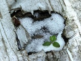 Ceratiomyxa fruticulosa var. fruticulosa image