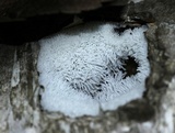 Ceratiomyxa fruticulosa var. fruticulosa image