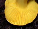 Phylloporus arenicola image