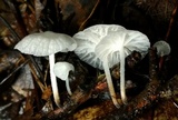 Hemimycena candida image