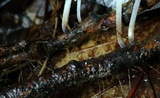Hemimycena candida image