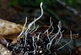 Xylaria liquidambar image