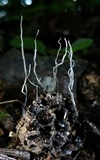 Xylaria liquidambar image