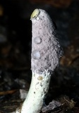 Purpureocillium atypicola image