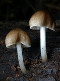Pluteus longistriatus image