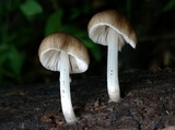 Pluteus longistriatus image