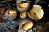 Galiella rufa image