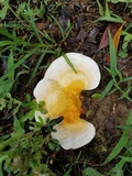 Ganoderma curtisii image