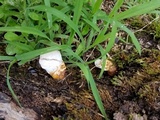 Ganoderma curtisii image