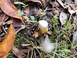 Ganoderma curtisii image