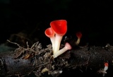 Sarcoscypha occidentalis image