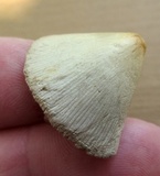Conocybe apala image
