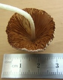 Conocybe apala image