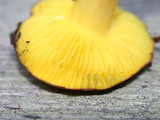 Phylloporus arenicola image
