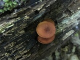 Pholiota granulosa image