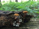 Pholiota granulosa image