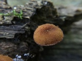 Pholiota granulosa image