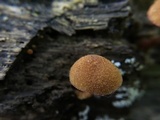 Pholiota granulosa image