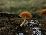 Pholiota granulosa image
