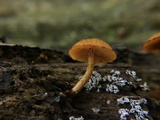 Pholiota granulosa image