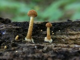 Pholiota granulosa image