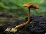 Pholiota granulosa image