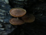 Pholiota granulosa image