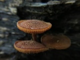 Pholiota granulosa image